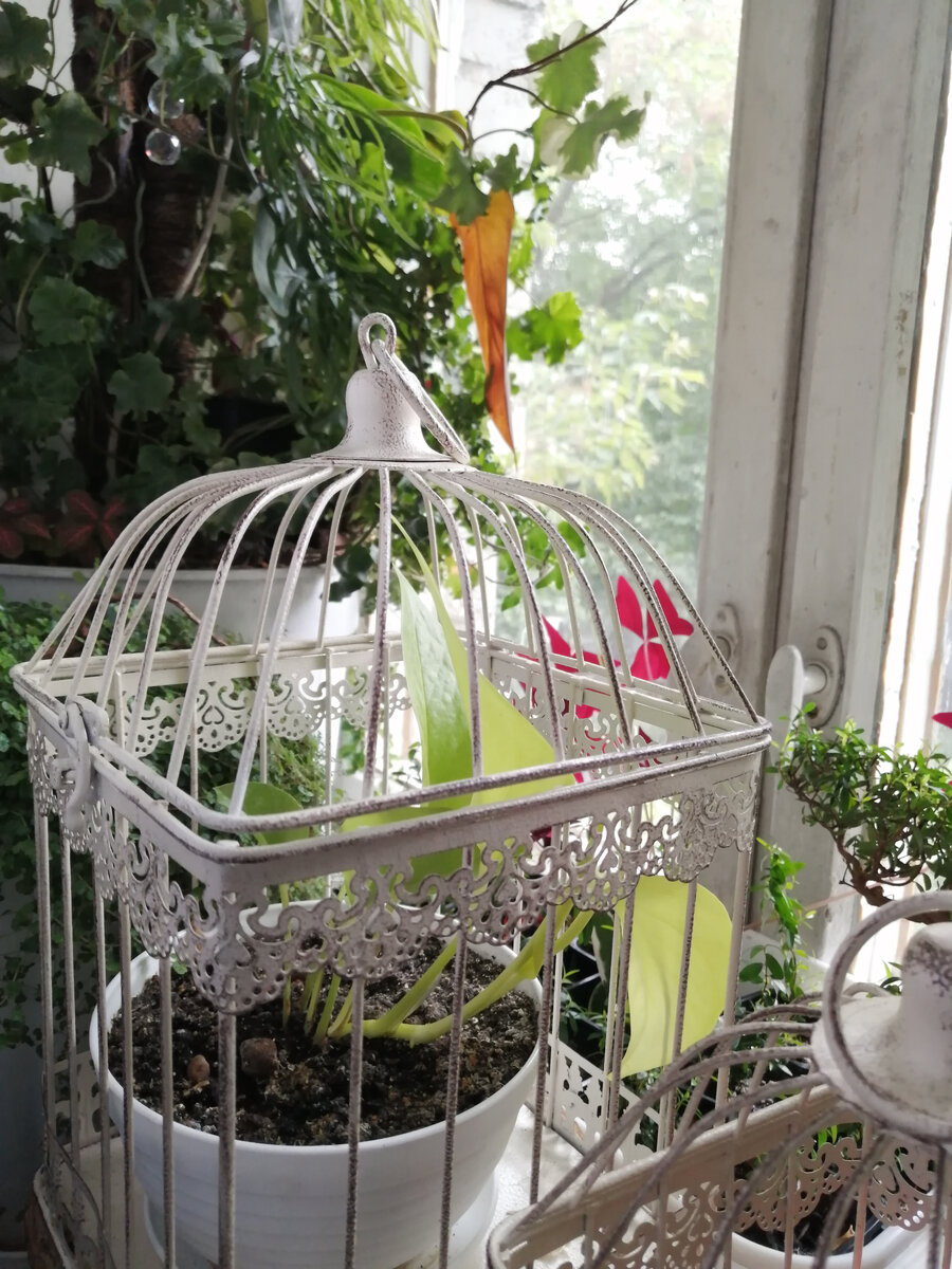 Декоративная клетка для растений в стиле шебби шик