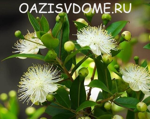 Myrtus communis var Leucocarpa Мирт белоплодный