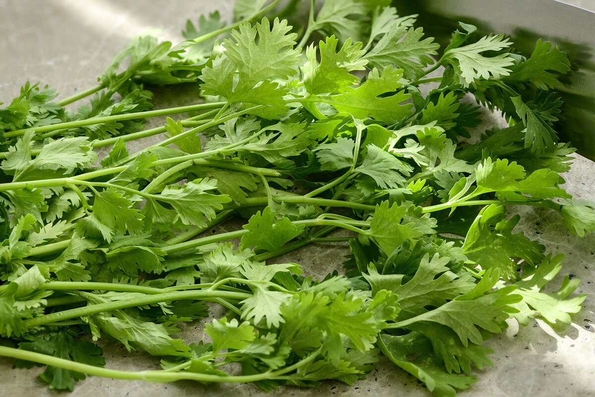 Cuánto tiempo tarda en crecer el cilantro