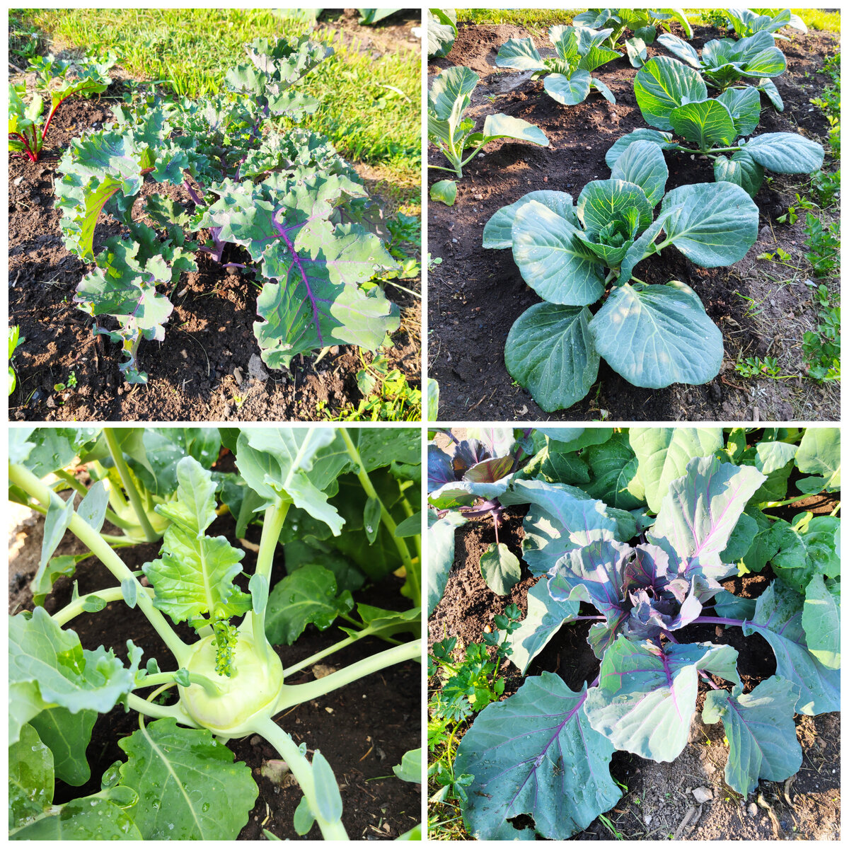 Разные виды капусты