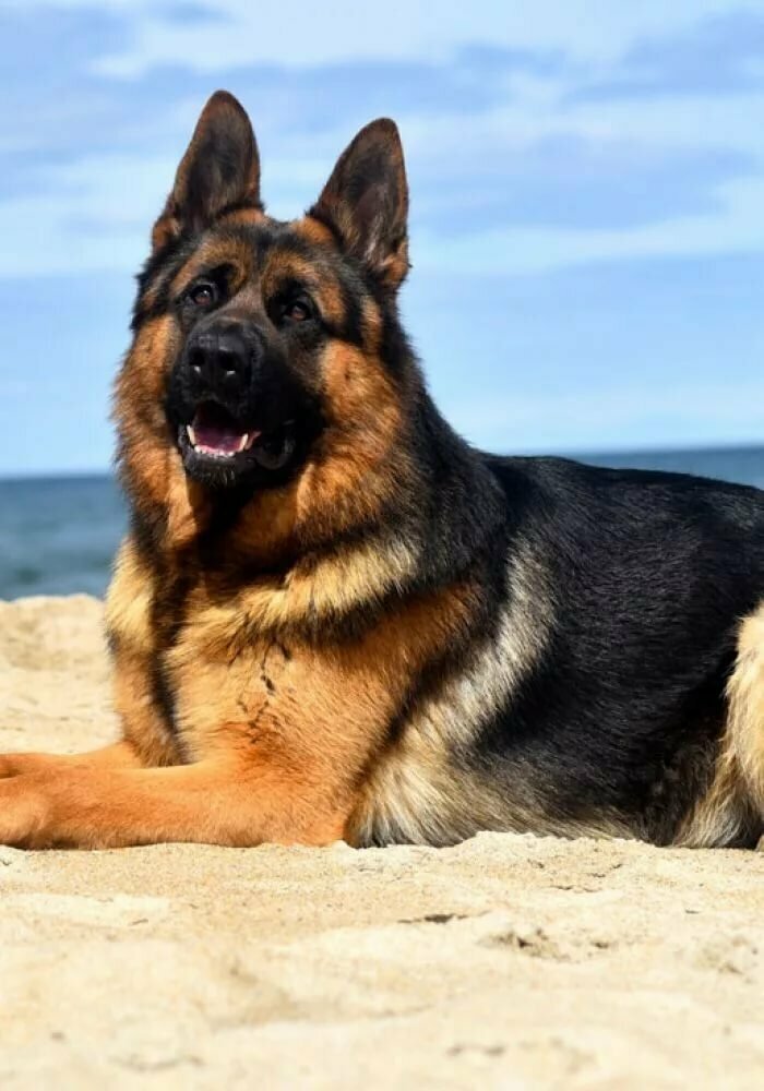 яндекс картинки