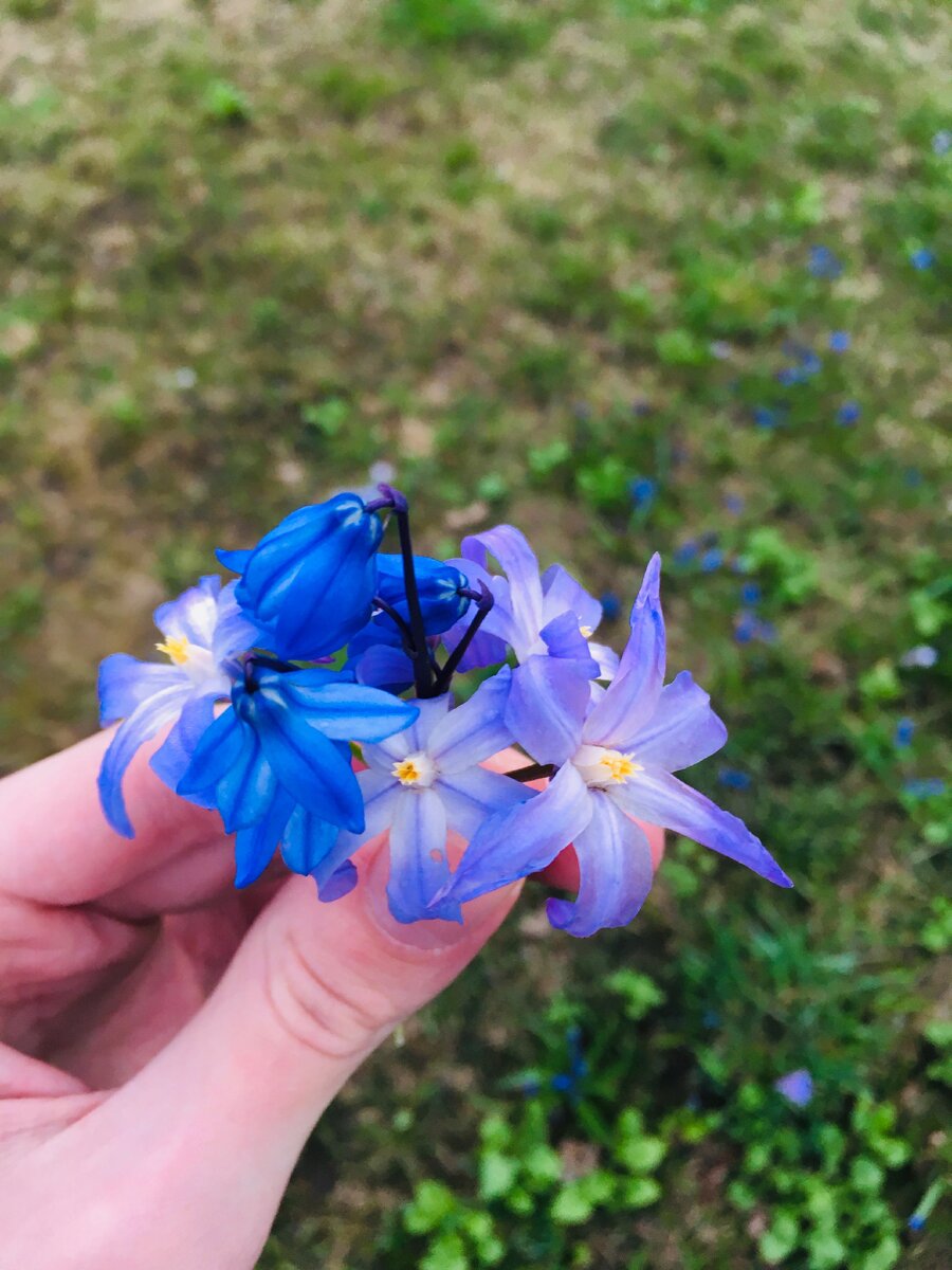 Яркая синяя находка 