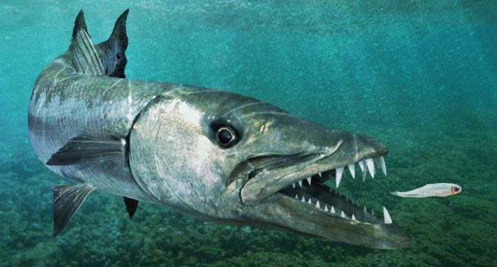 Фото в свободном доступе