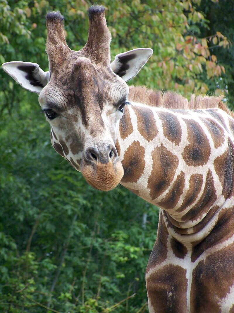 Жираф Ротшильда, или  Giraffa camelopardalis rothschildi