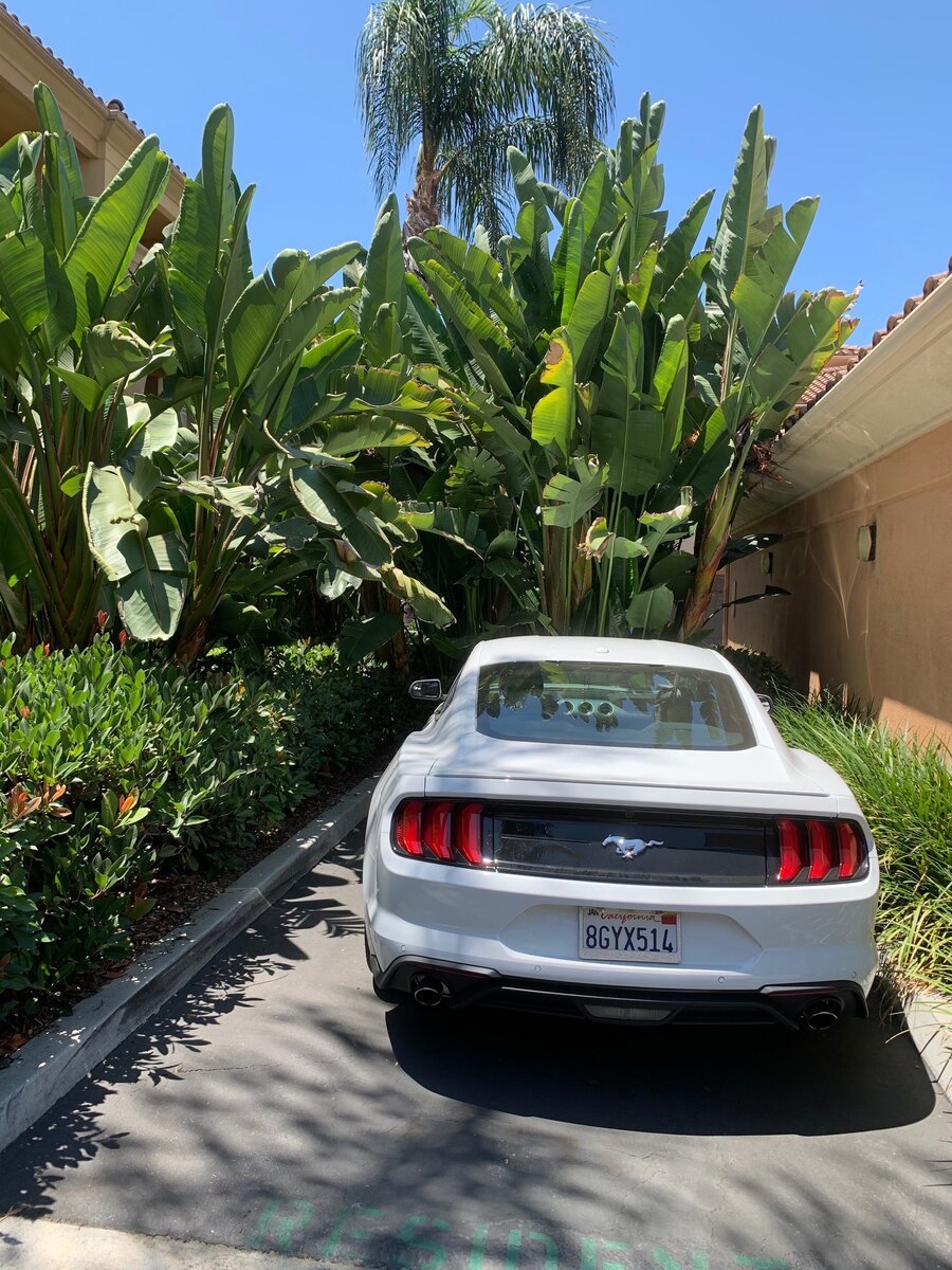 Один из десятков мустангов