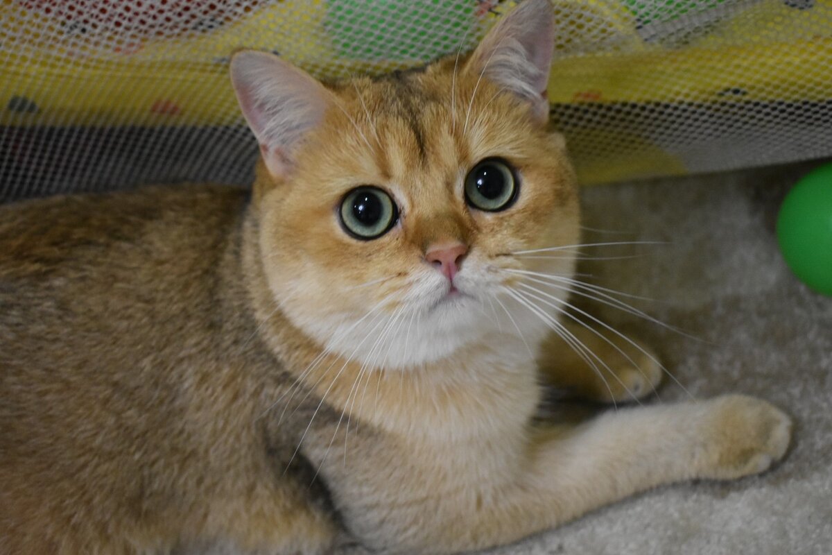 Золотая шиншилла. 