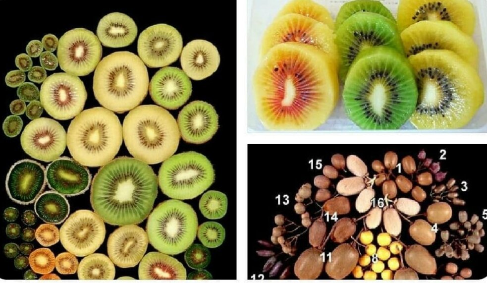 Породы кошек. Все виды наркоты. Породы кошек с фотографиями. Список исчезающих животных. Взаимосвязь живых организмов.