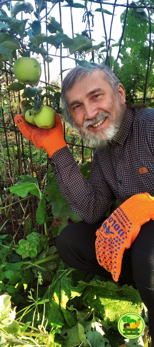 Смотрите какие крупненькие яблочки у меня выросли