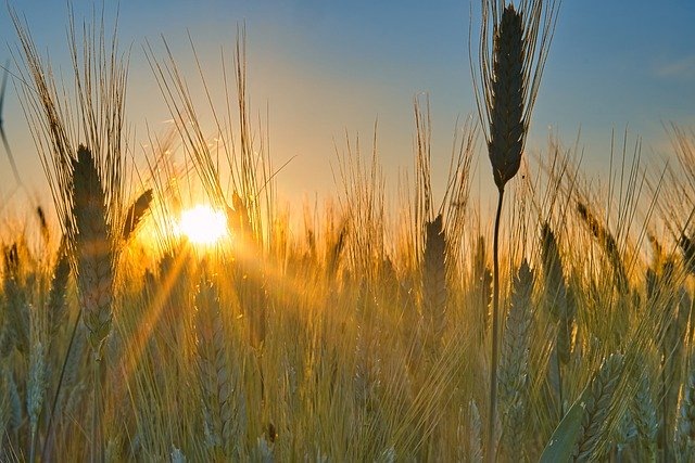 Источник фото: pixabay.com 