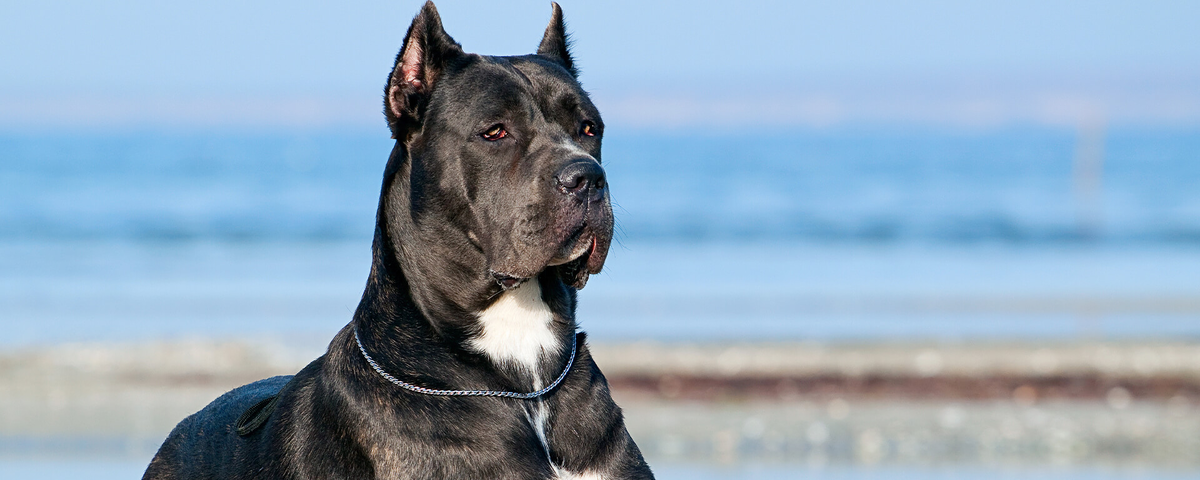 фото: https://www.proplan.ru/dog/breeds/kane-korso/