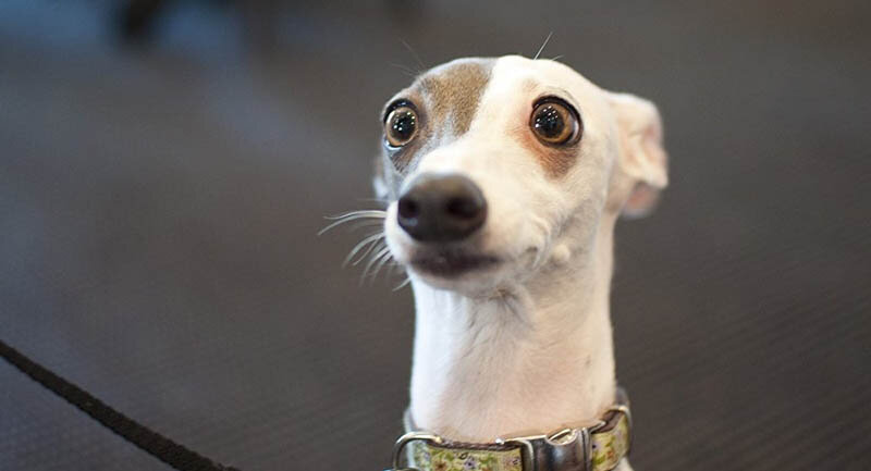 Удивление или страх? ;)