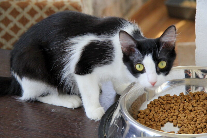 Банда Дворян. Жасмин и ей здесь 1 год