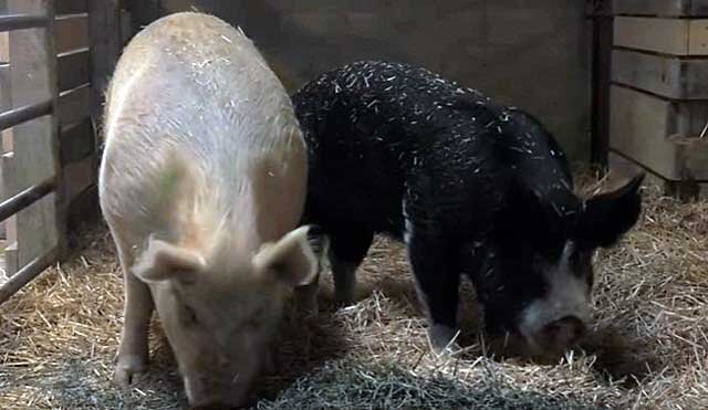 Симтоматика и лечение чесотки у свиней