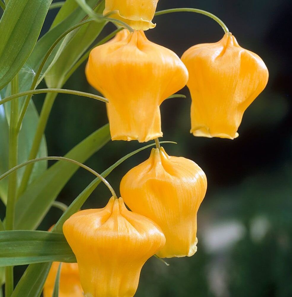 Сандерсония золотистая (Sandersonia aurantiaca) - PictureThis