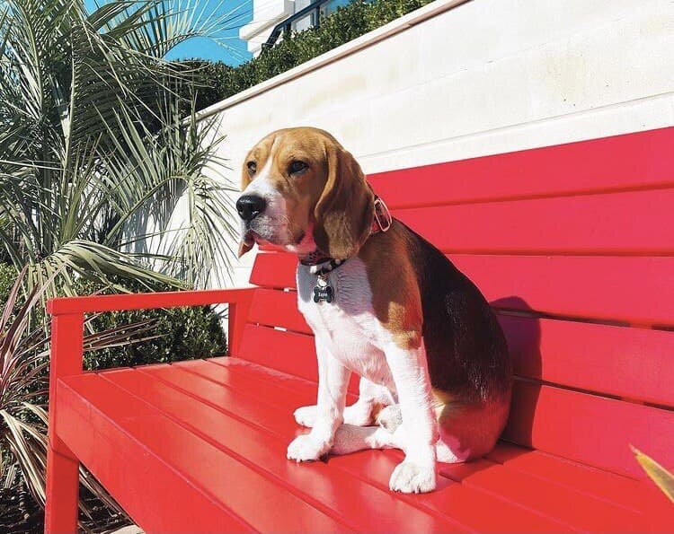 Фото: instagram.com/harpo_beagle
