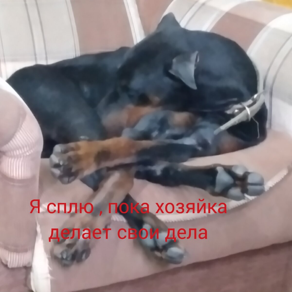 Дома и скрин переписки хозяйки бывшей