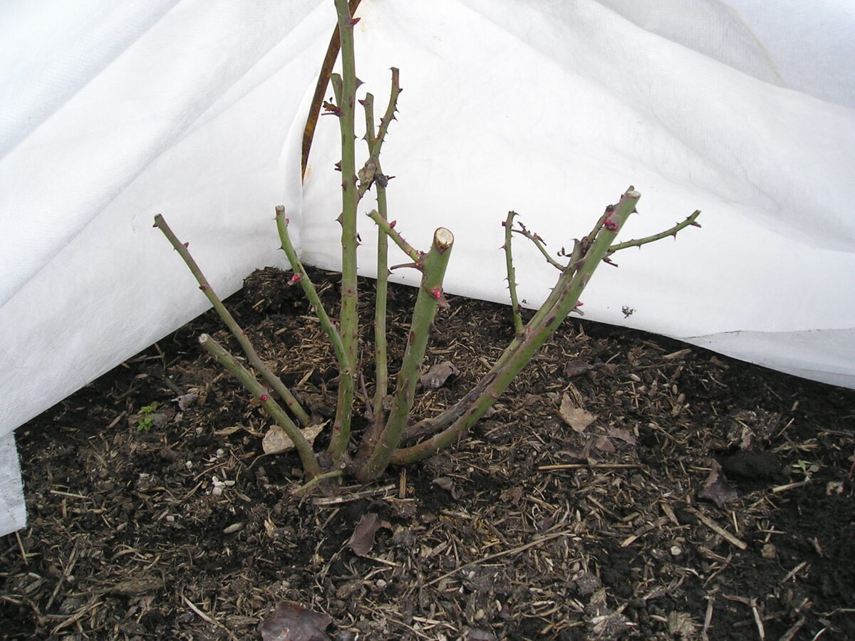 Розы под укрытием