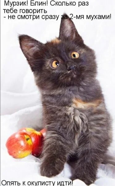 Чудной котик