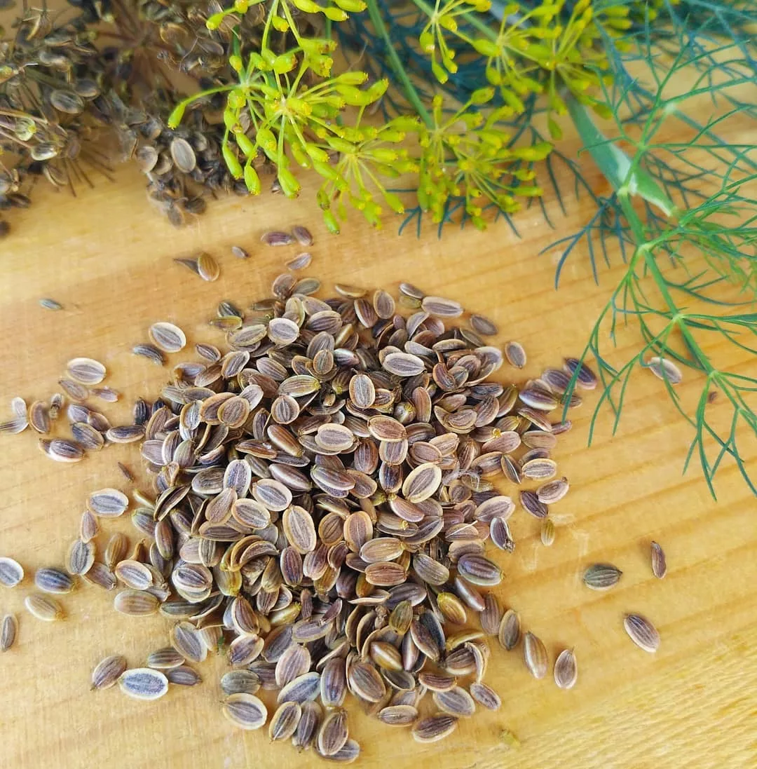 Семена укропа.