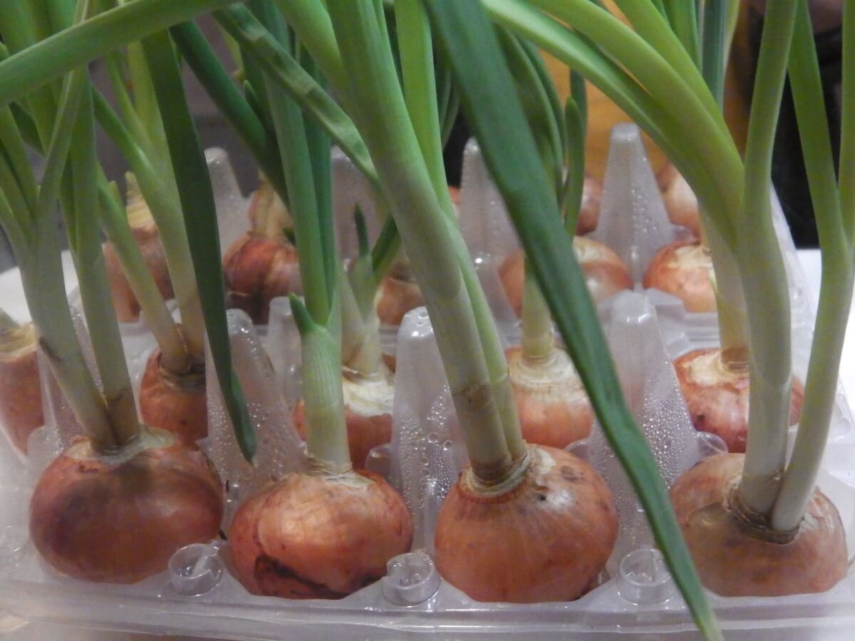 Выгонка лука на перо