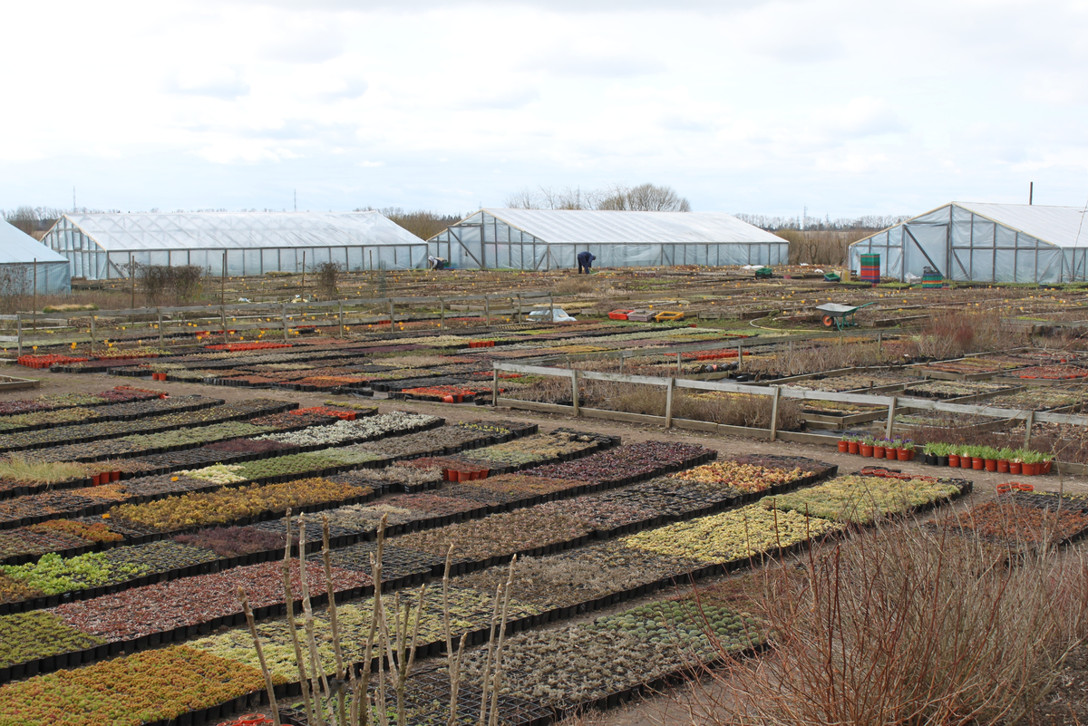 Питомник "Северная флора".