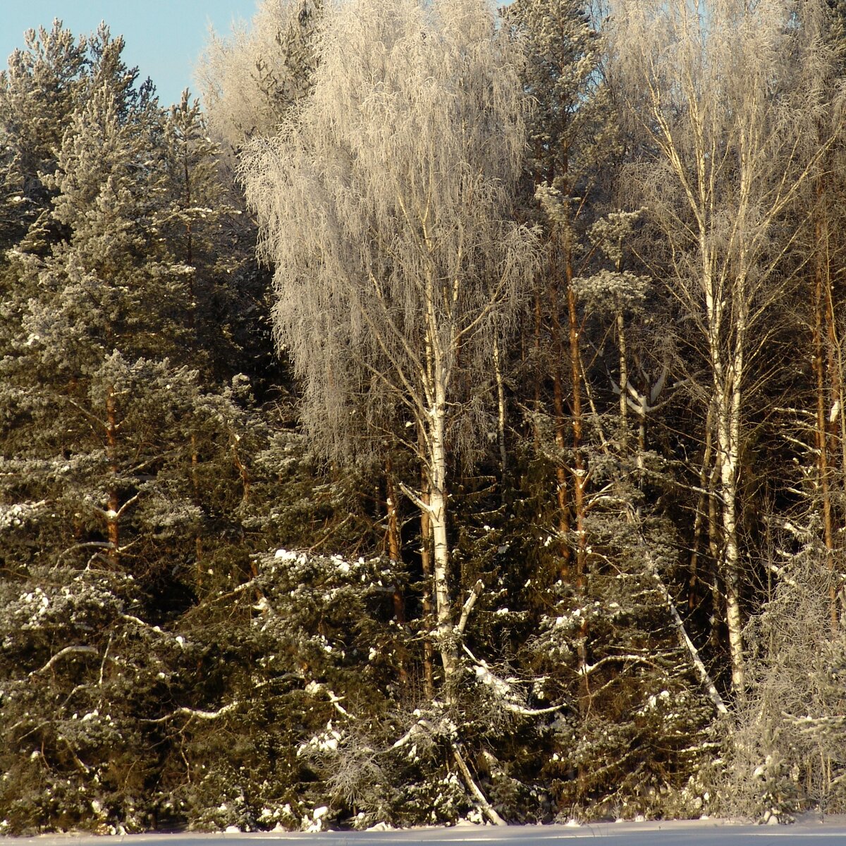 сильно густой и сильно смешанный лес