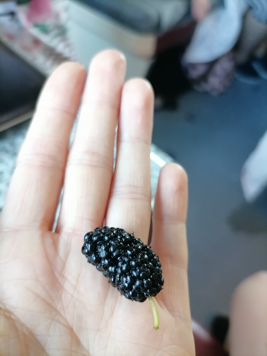 шелковица (тутовник)