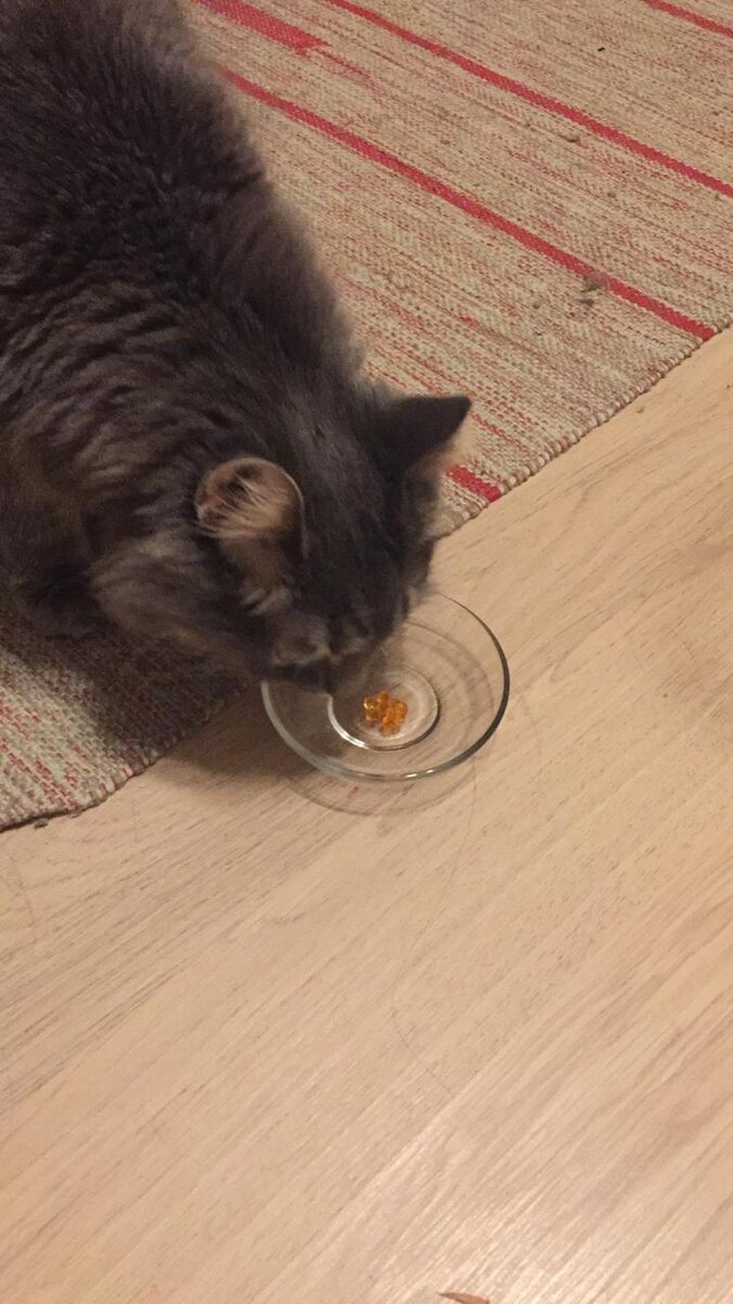 Эксперт Каспер проверяет качество красной икры фото автора