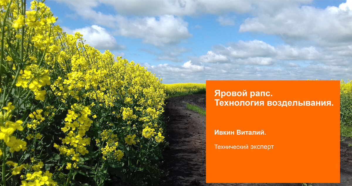 Яровой рапс в фазе цветения. Фото: KWS