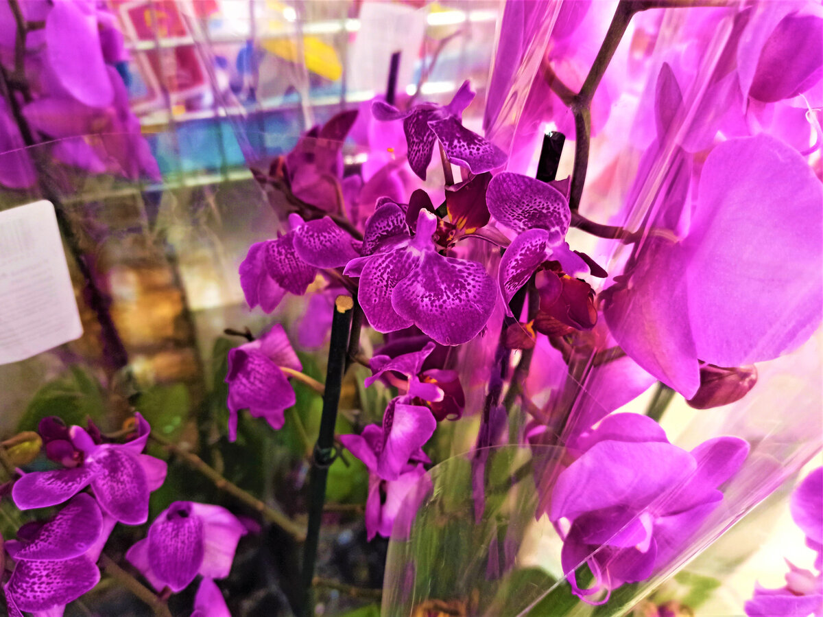  К выбору цветка в магазине надо тоже подходить ответственно. Фото автора.