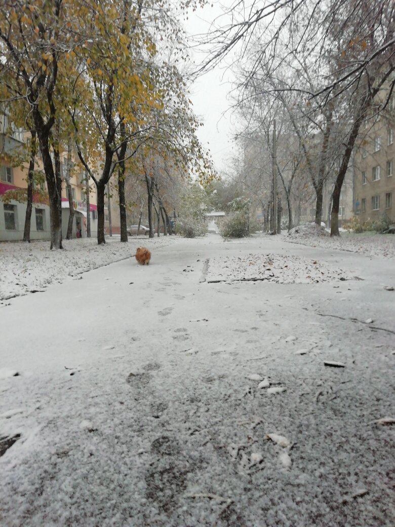 Я  люблю  свой   район  и   наш   комфортный  домашний  уютный  беспорядок...собаке   будет  нелегко   привыкать   к  новому  дому...
