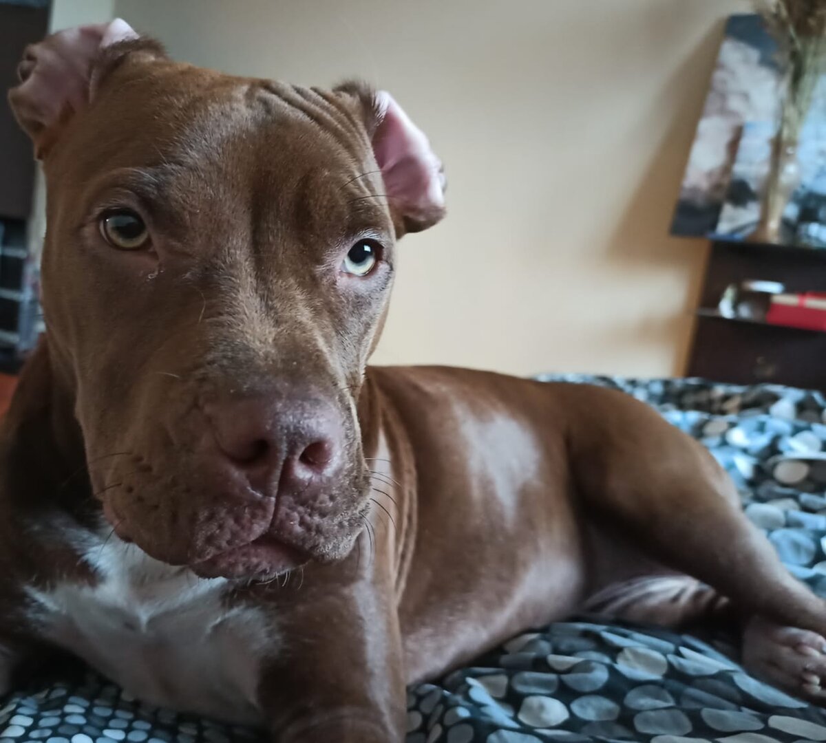 Эта наглая морда