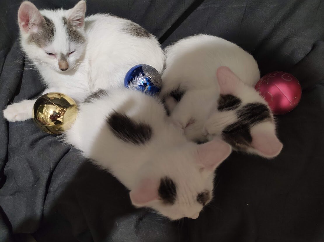 Мишка, Умка и Милка спят вместе с реквизитом...