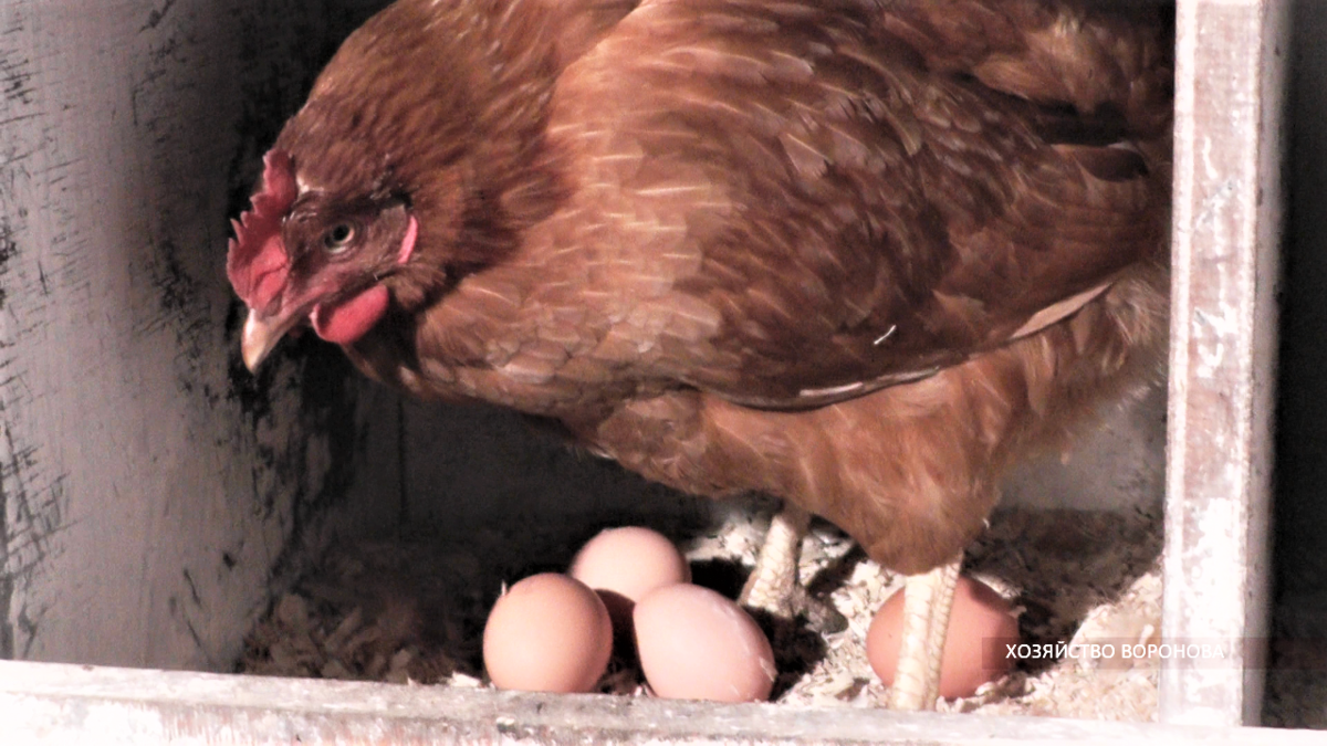 Курица Ломан Браун в гнезде