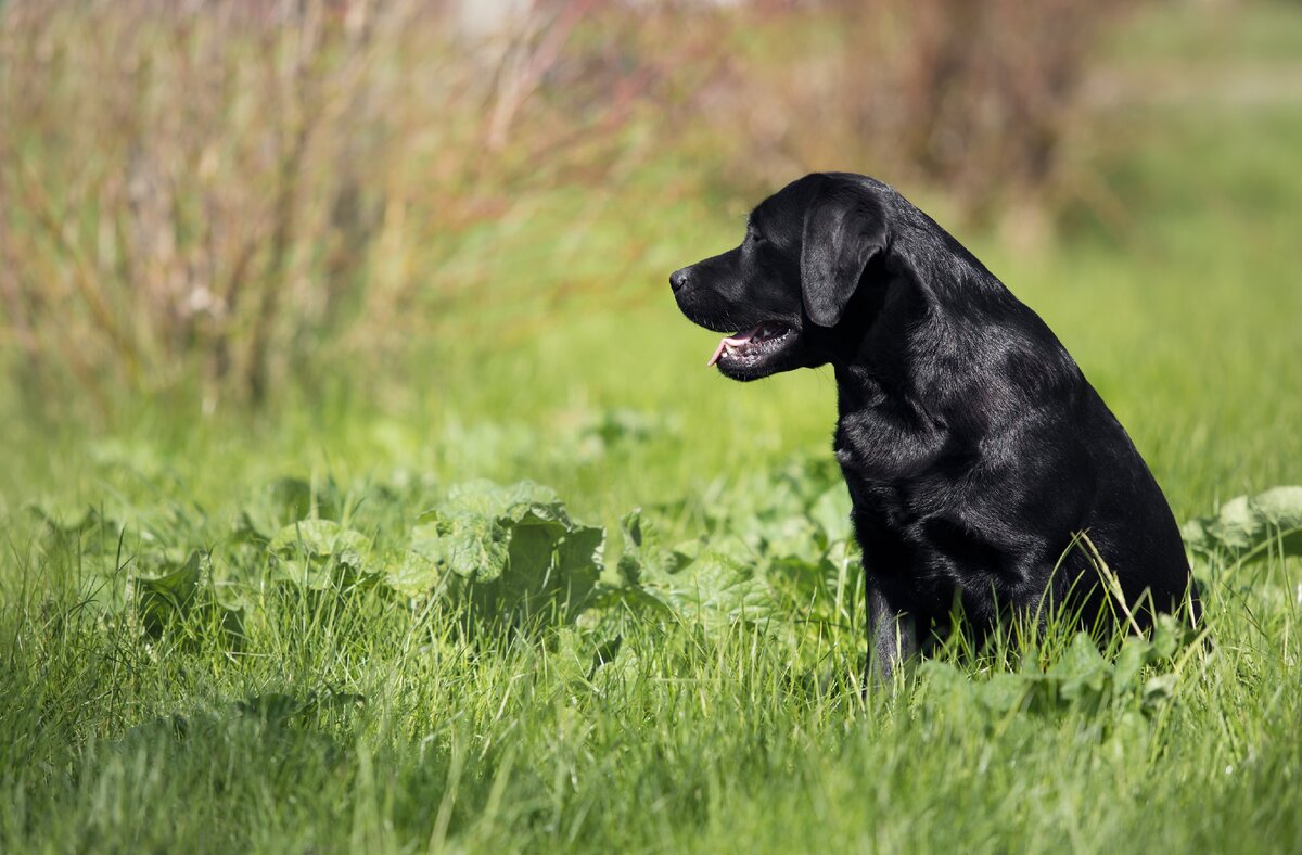 Лабрадор Арья питомника Arh Beauty (arhbeauty.com)