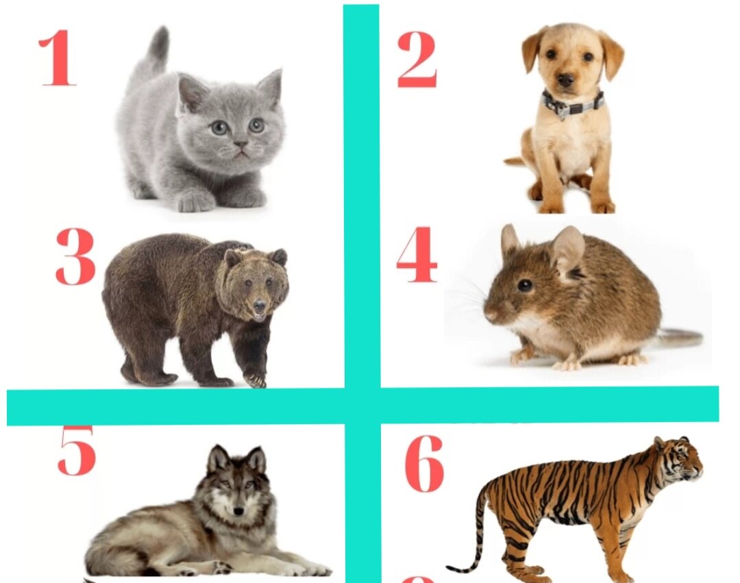 Тест: выбери животное и узнай о себе новое