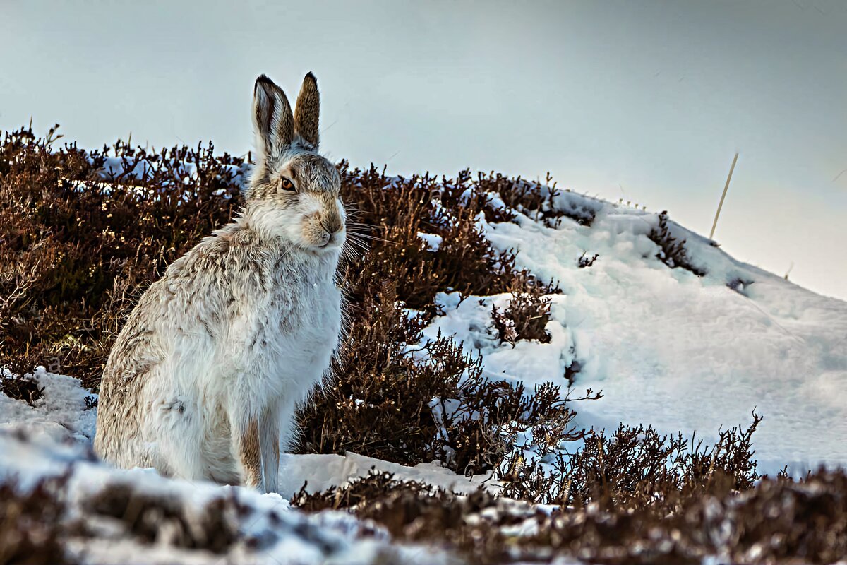 Степи и луга