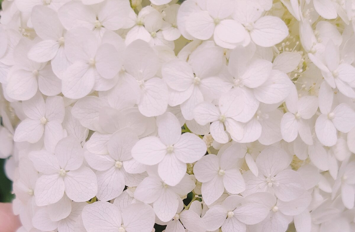 Перефразируем З. Фрейда :" Иногда гортензия - это просто гортензия"