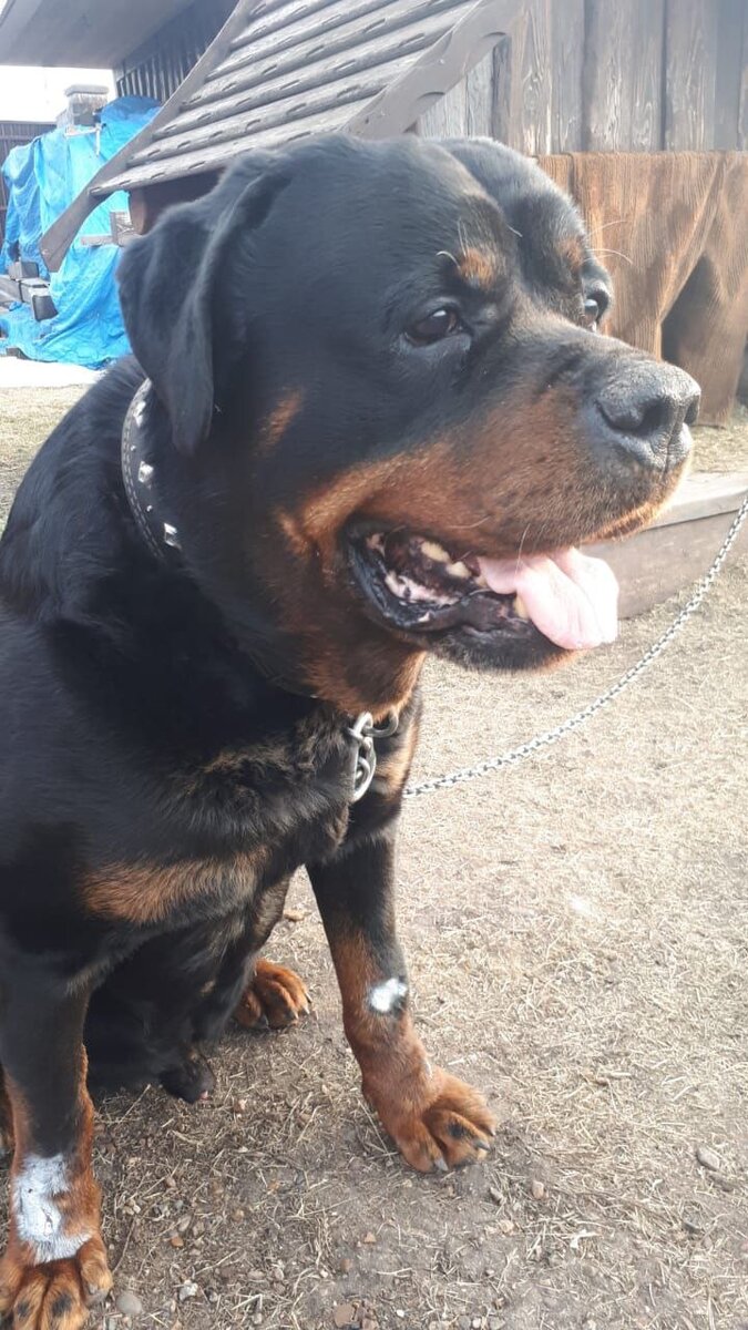 Это наш Ричка. Но он очень похож на Дали. Правда вот лапы у него сильно болят, и он постоянно слизывает их до болячек - не помогает ни мазь, ни повязки. 