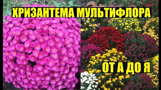 ХРИЗАНТЕМА МУЛЬТИФЛОРА - выращивание, уход.