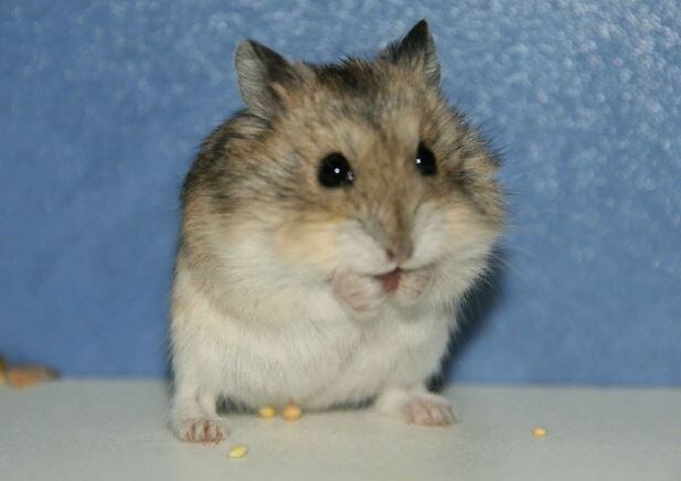 Джунгарский