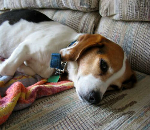 10 предупреждающих признаков рака у собаки: симптомы, которые необходимо знать