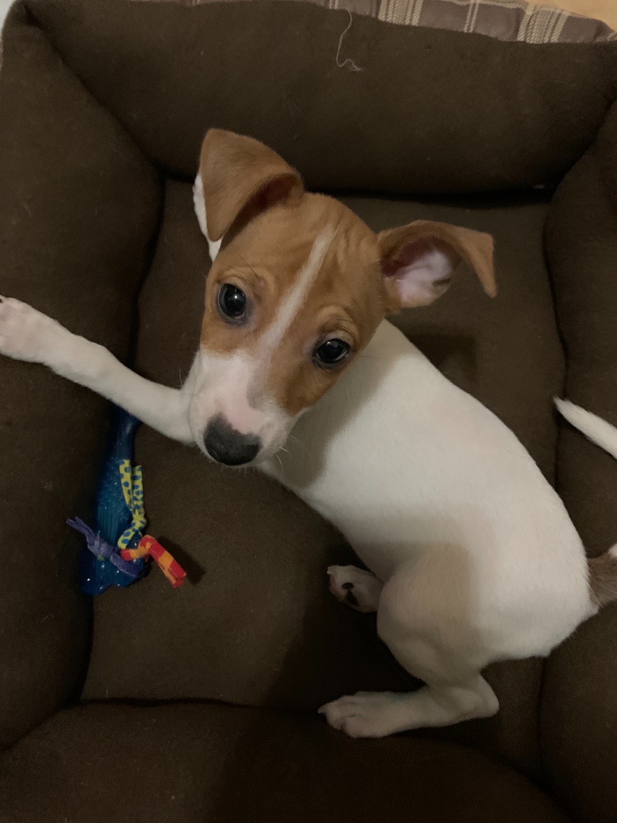 Хитрая рыжая морда и не думает о сне