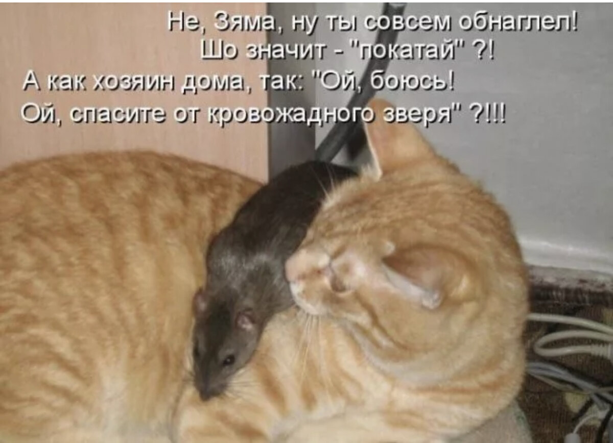 Ржачные картинки с подписями