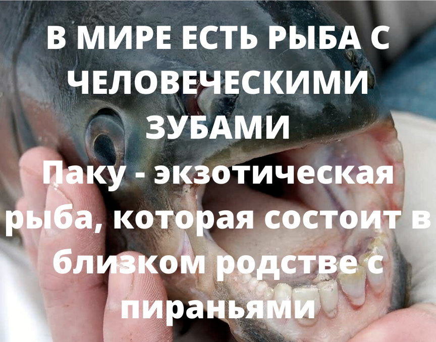 Данный вид рыб обитает только в водах Амазонки. В отличие от пираний паку питаются орехами и фруктами, которые падают в воду, водорослями, иногда они поглощают мелких рыб и беспозвоночных. Из-за особенностей рациона их зубы не острые, как у пираний, а плоские, как у человека. Но не стоит слишком сильно расслабляться, несмотря на отсутствие агрессивности, паку может нанести человеку увечья за счёт мощных челюстей. 