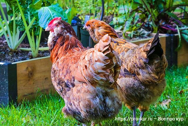 Кукарекающая курица – история из жизни, как несушка переродилась в петуха 😂🐔🤣