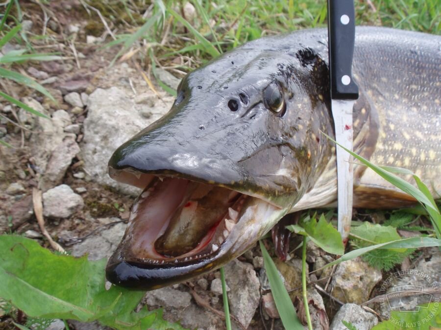 Вот примерно такой страшной была наша рыба