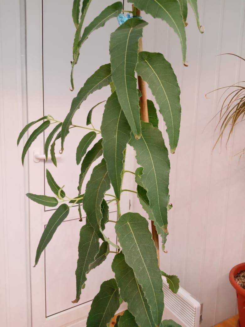 Боковые побеги у моего эвкалипта