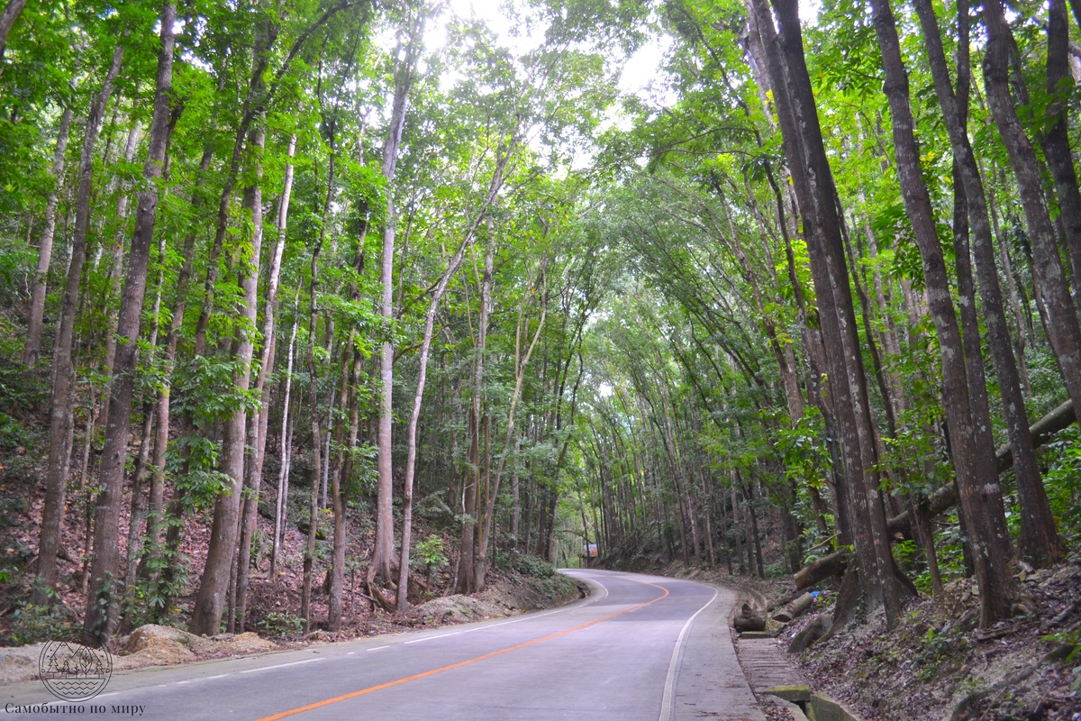 лес #Mahogany forest 