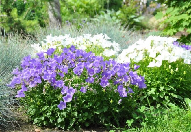 Источник фото: domashniecvety.ru